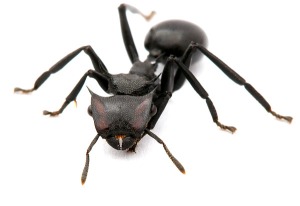Cephalotes atratus - Giant gliding ant (worker), a common inhabitant of rainforest canopies from Panama to Argentina